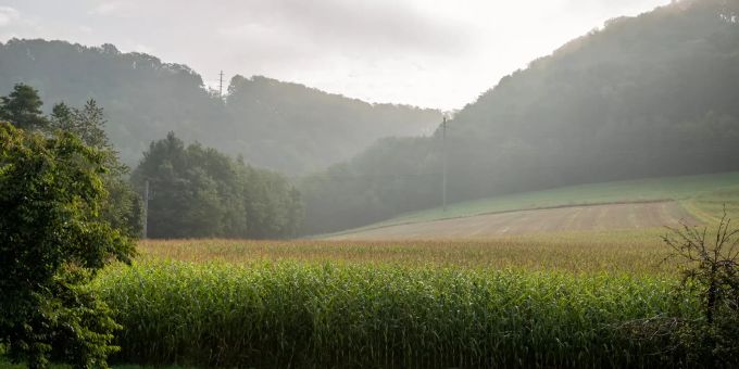 Landwirtschaft in Tegerfelden. Landwirtschaft in Tegerfelden.