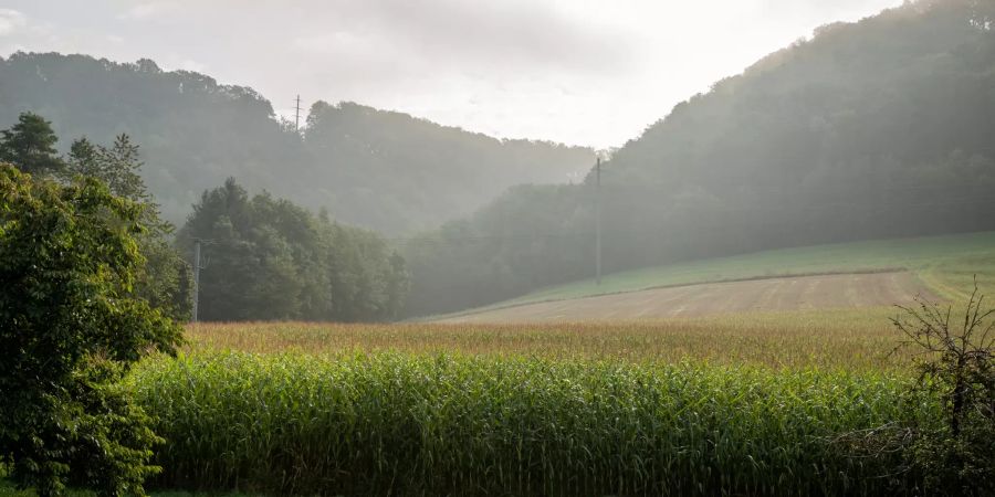 Landwirtschaft in Tegerfelden.