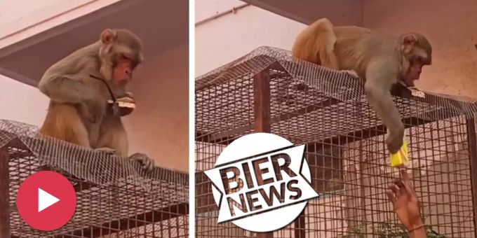 Abgebrüht - Affe klaut Besuchern Brille – und tauscht gegen Süssgetränk