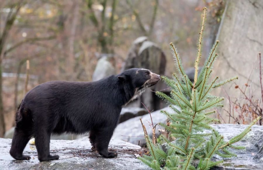 Dieser Brillenbär beschnuppert neugierig den Weihnachtsbaum in seinem Gehege.