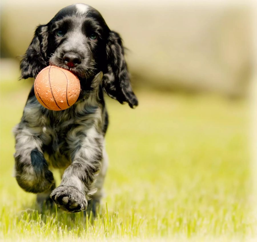 Hund bringt Ball