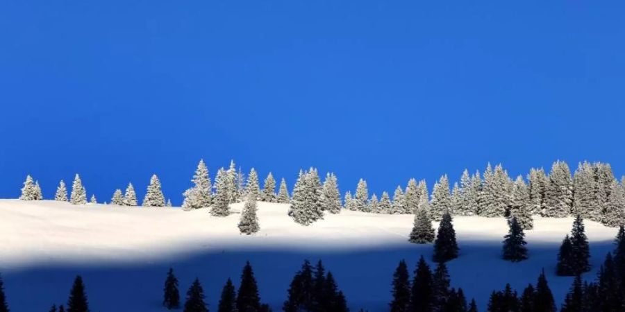 Mit Frost überzogene Bäume auf einem Höhenzug im Oberallgäu. Foto: Karl-Josef Hildenbrand/dpa