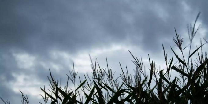 Mais weht vor dunklen Wolken im Wind. Wolken Wetter