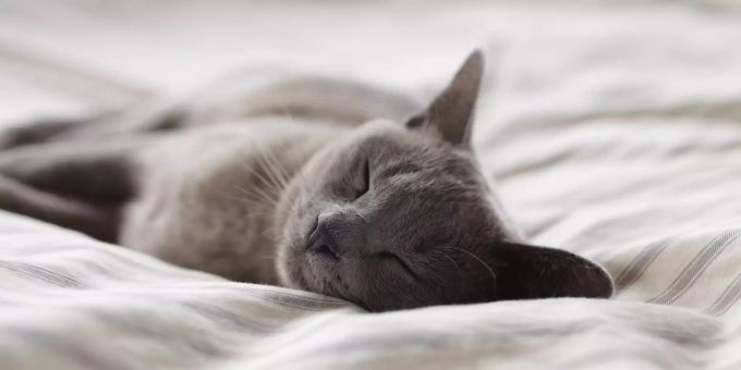 Sich von einem Tier für immer zu verabschieden, ist sehr schwer. Katze im Bett