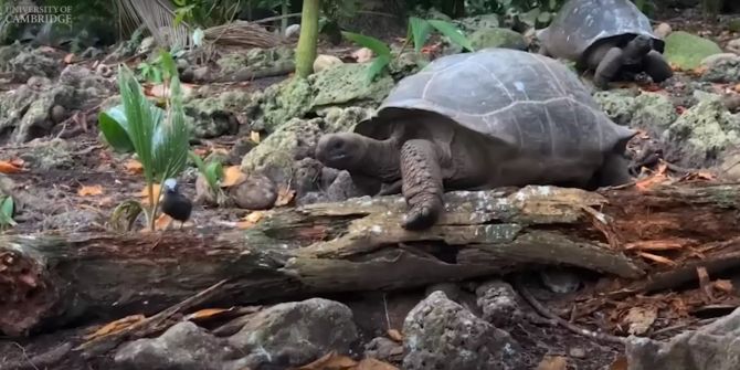 Riesenschildkröte