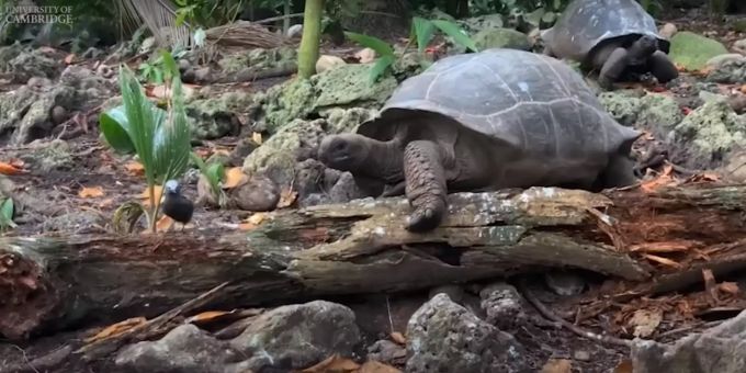 Ungewöhnlich - Riesenschildkröte auf Seychellen jagt und frisst Vogel