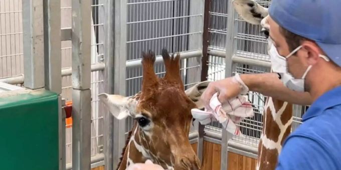 Ein Tierpfleger sammelt eine Giraffenduft-Probe für den Zoll. Zürcher Zoo