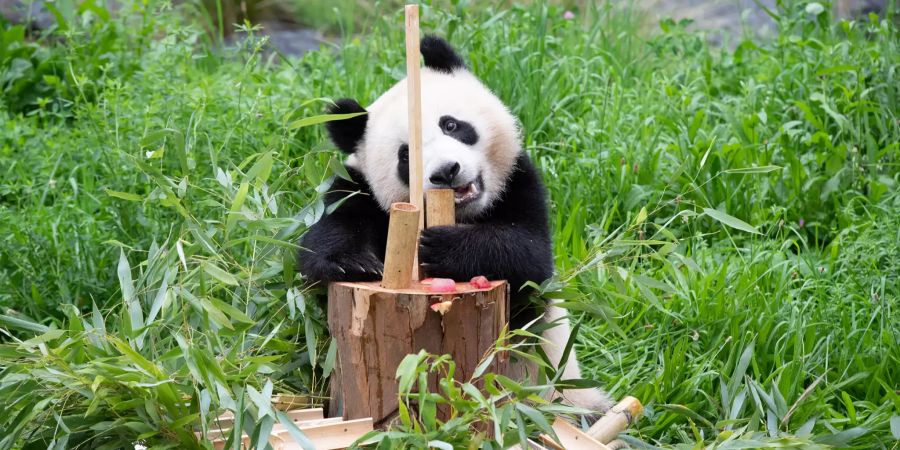 Panda-Zwillinge Geburtstag