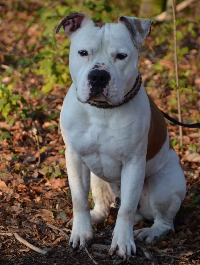 Bobby ist ein American Staffordshire Terrier und gehört damit zu den sogenannten «Listenhunden». Bobby Tierheim Böhler