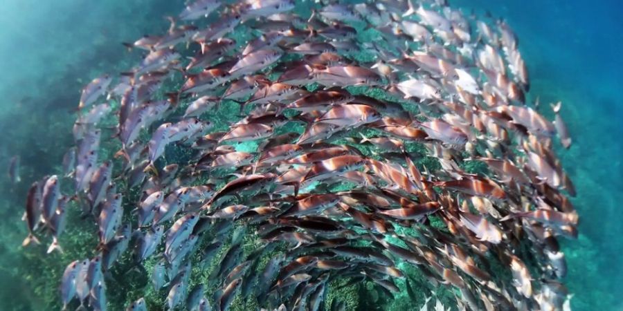 Mit diesem Bild eines Fischschwarms im Great Barrier Reef hat die Wissenschaftlerin Kristen Brown einen Fotowettbewerb gewonnen (Pressebild).