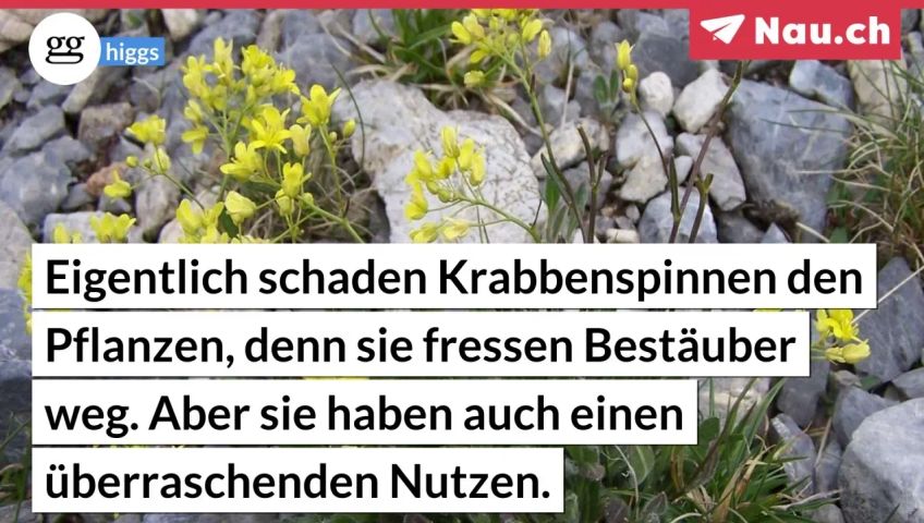 screenteaser-fur-artikel