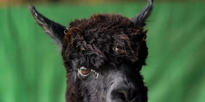 Alpaka Geronimo auf der Shepherds Close Farm. Nach wochenlangem Streit ist das Tier getötet worden. Foto: Jacob King/PA Wire/dpa Alpaka Geronimo auf der Shepherds Close Farm. Nach wochenlangem Streit ist das Tier getötet worden. Foto: Jacob King/PA Wire/dpa