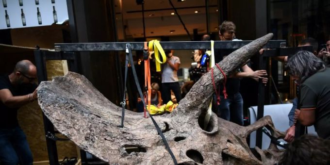 Der Schädel von «Big John» wird in die Ausstellungsräume gebracht. big john