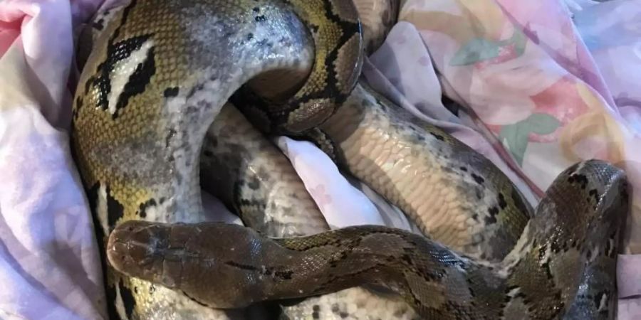 Diese 1,80 m lange Python wurde am 30. August auf einem Feldweg unweit des Ortes Conington gefunden. Foto: -/RSPCA/PA Media/dpa