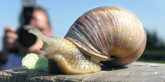 Schnecken werden nicht als Nutztiere gehalten, aber ihre Zucht ist möglich. (Symbolbild) Der Bundesrat ist grundsätzlich offen, künftig kleine Schneckenzuchten zu bewilligen. (Symbolbild)