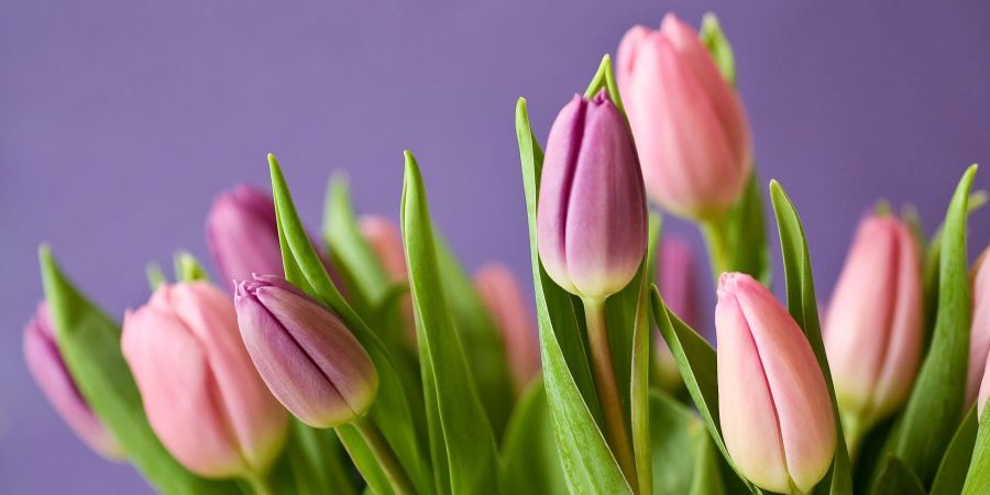 Tulpen lila