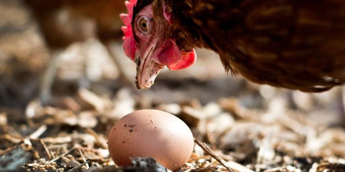 Huhn oder Ei? Wer war zuerst da? Öko-Eier wurden in den vergangenen Jahren bei Verbrauchern immer beliebter.