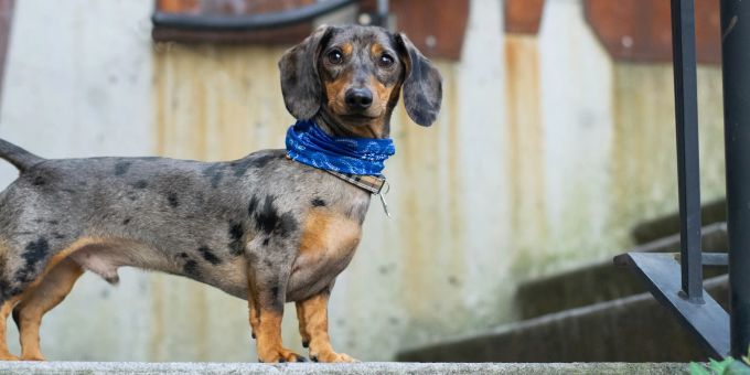 Dackel: süss und eigensinnig. Dackel