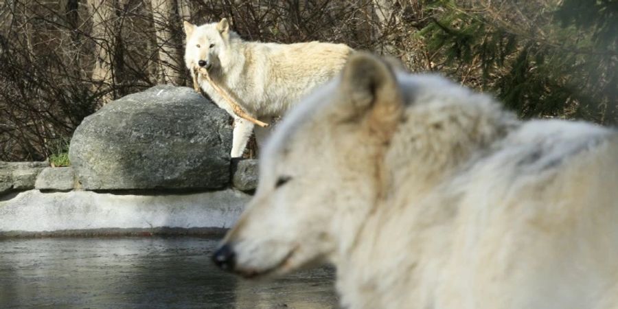 Schutzstatus für Wölfe wieder hergestellt