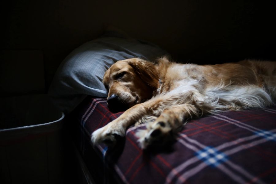 Hund Bett Kissen decke Muster