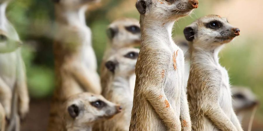 Erdmännchen sind zwar an harsche Bedingungen in der Wüste gewöhnt, die Folgen des Klimawandels könnten sie jedoch in Bedrängnis bringen.