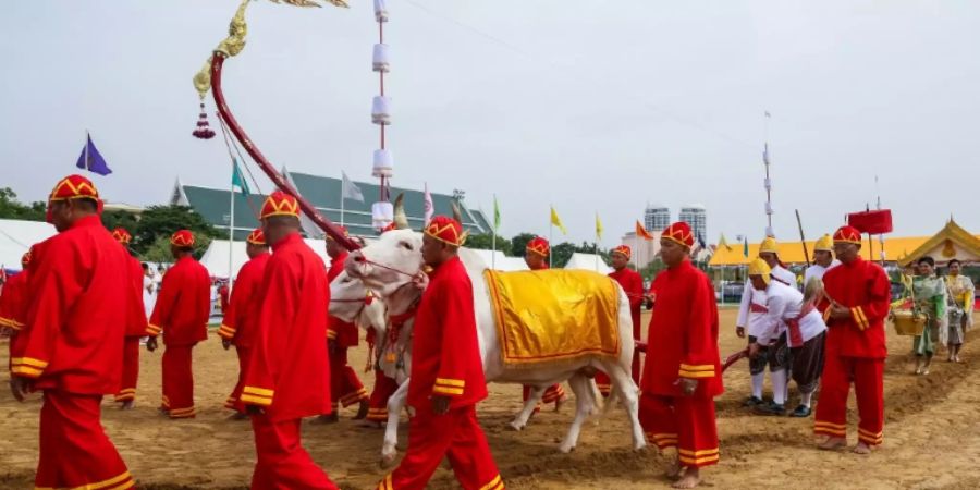 Heilige Ochsen bei königlicher Pflüge-Zeremonie