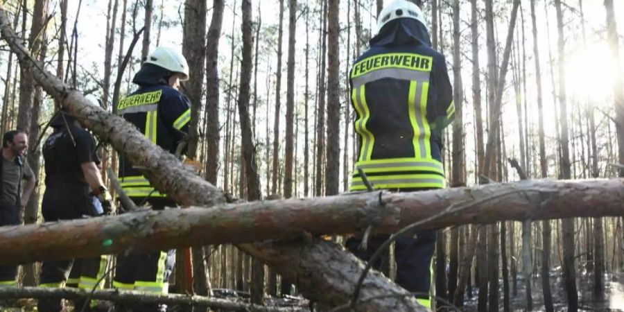 Rund 300 Quadratmeter Wald hatten am Mittwoch nahe Gross Kreutz in Brandenburg Feuer gefangen. Foto: Julian Stähle