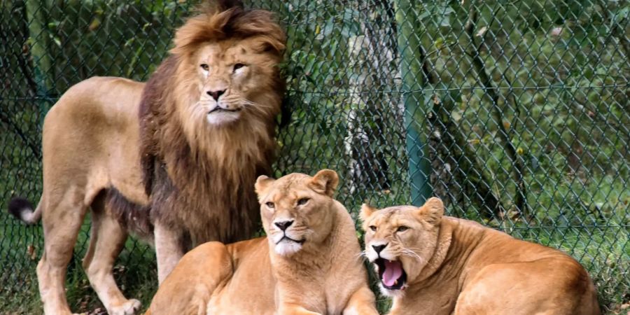 Löwengruppe im Serengeti Park Hodenhagen