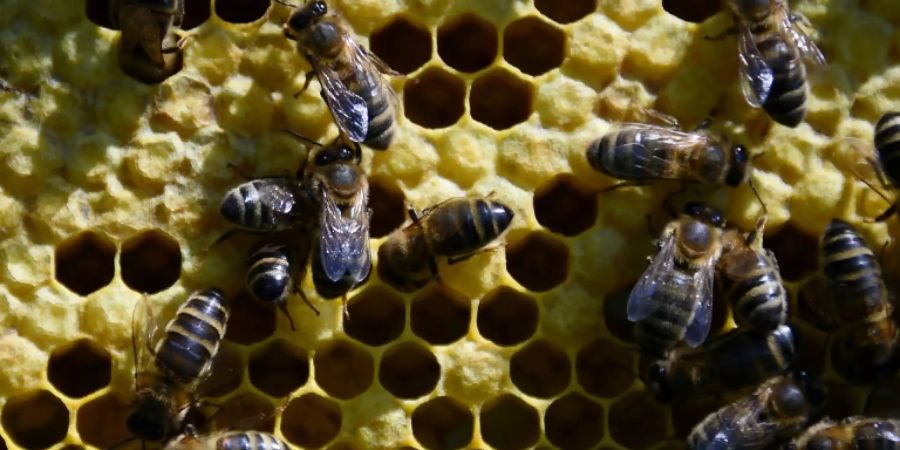 Auch Bienen zählen zu den bedrohten Arten