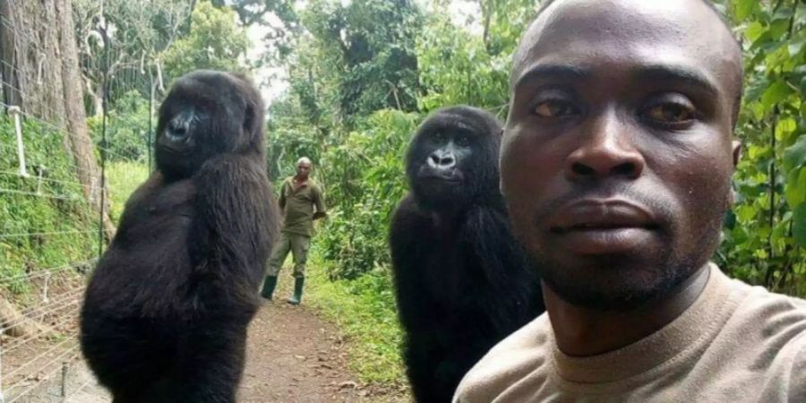 Gorillas