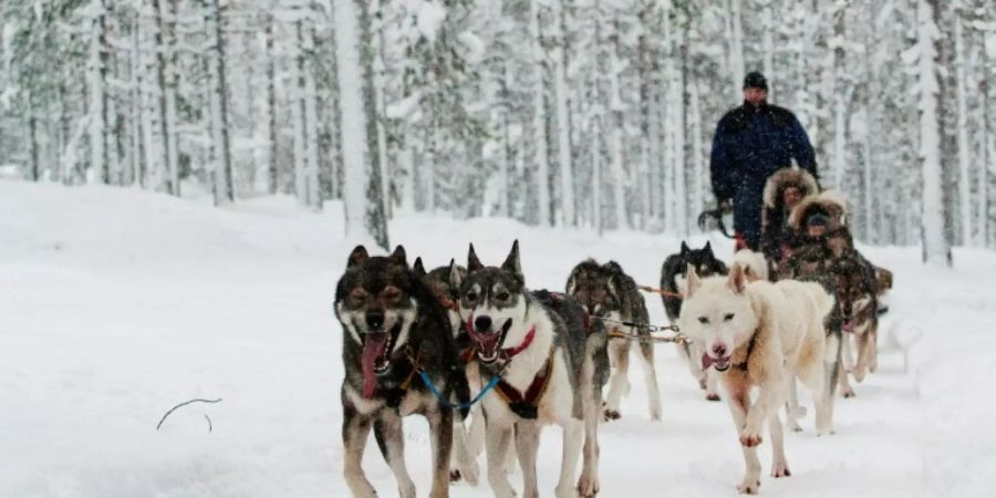 Ein verschneiter Wald in der Nähe von Rovaniemi