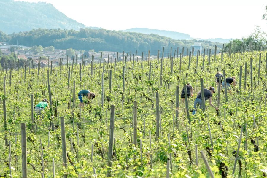 Der Rebberg im Frühjahr.