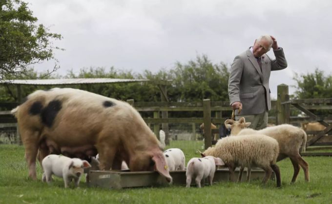 Prinz Charles besucht eine Farm in England. charles
