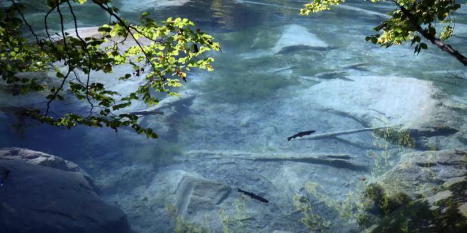 Forellen schwimmen im Blausee. Fischsterben Blausee