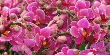 Meyer Orchideen AG
