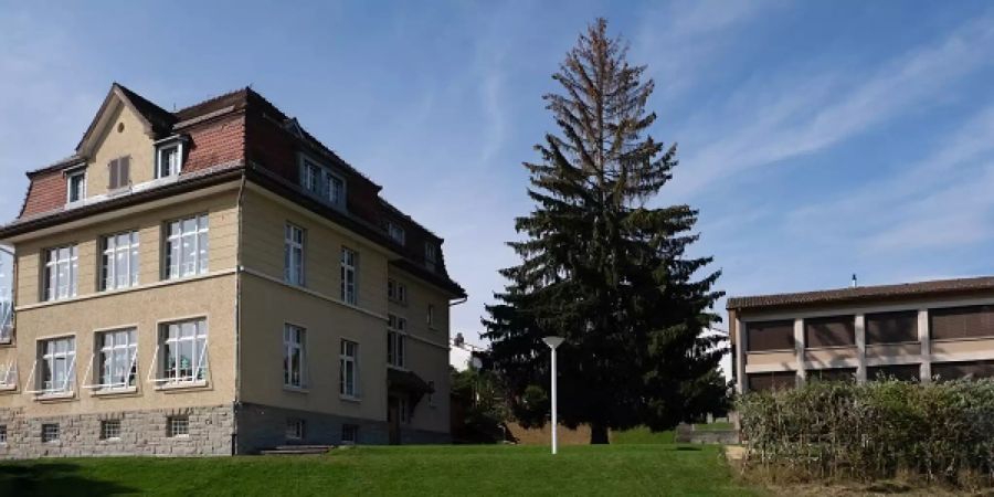 Fichte muss gefällt werden