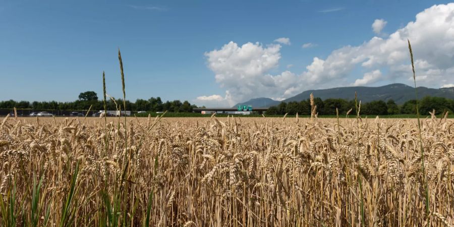 Die Ortschaft Härkingen ist geprägt von Landwirtschaft und Industrie. Mitten durch Härkingen führt die A1. Beim Härkinger Kreuz verzweigen die A1 Bern-Zürich und die A2 Basel-Luzern.