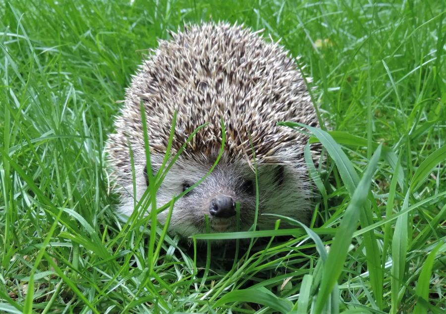 Ein Igel