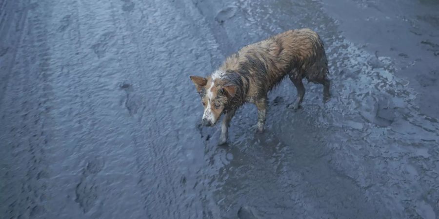 Ein Hund steckt im Schlamm.