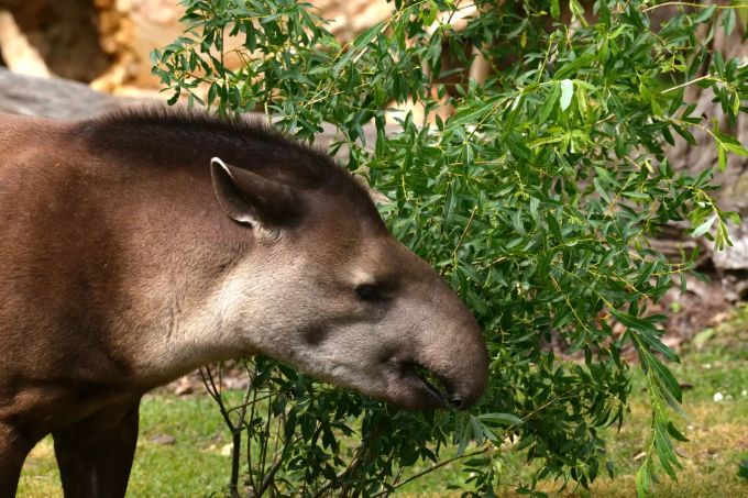 Das Flachlandtapir-Weibchen Oroja starb im Alter von sechs Jahren. flachlandtapir zoo zürich