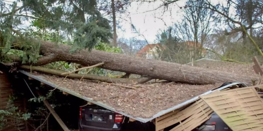 In Viersen am Niederrhein ist ein Baum auf Autostellplätze gestürzt. Foto: Daniel Grotjans/dpa