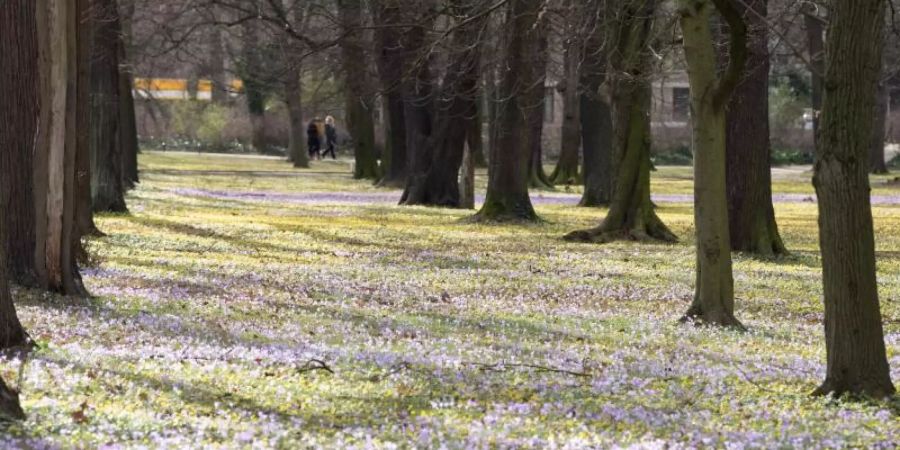 In Dresden blühen im Februar die Blumen. Bundesweit lagen die Wintermonate mit im Schnitt 4,1 Grad um 3,9 Grad über dem Wert der international gültigen Referenzperiode von 1961 bis 1990. Foto: Sebastian Kahnert/dpa-Zentralbild/dpa