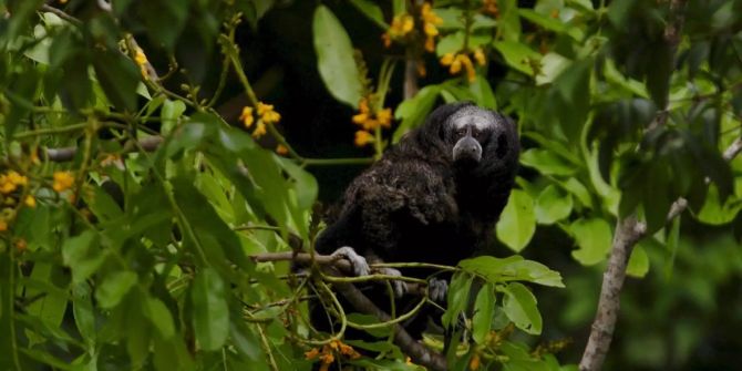 biodiversität klimawandel finanzmarkt