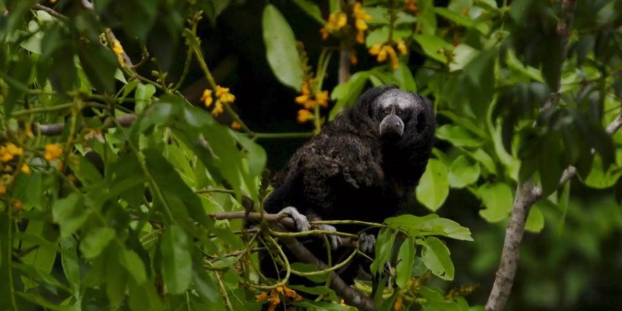 biodiversität klimawandel finanzmarkt