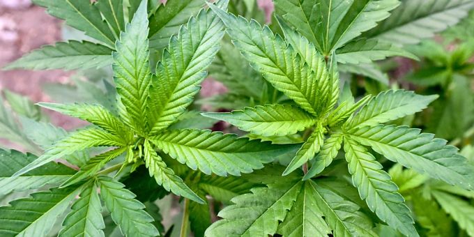 ARCHIV - In Grossbritannien wird gegen illegale Hanf-Plantagen, wie diese hier, vorgegangen. Foto: Patrick Pleul/dpa-Zentralbild/dpa ARCHIV - In Grossbritannien wird gegen illegale Hanf-Plantagen, wie diese hier, vorgegangen. Foto: Patrick Pleul/dpa-Zentralbild/dpa