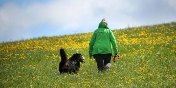 hunde
