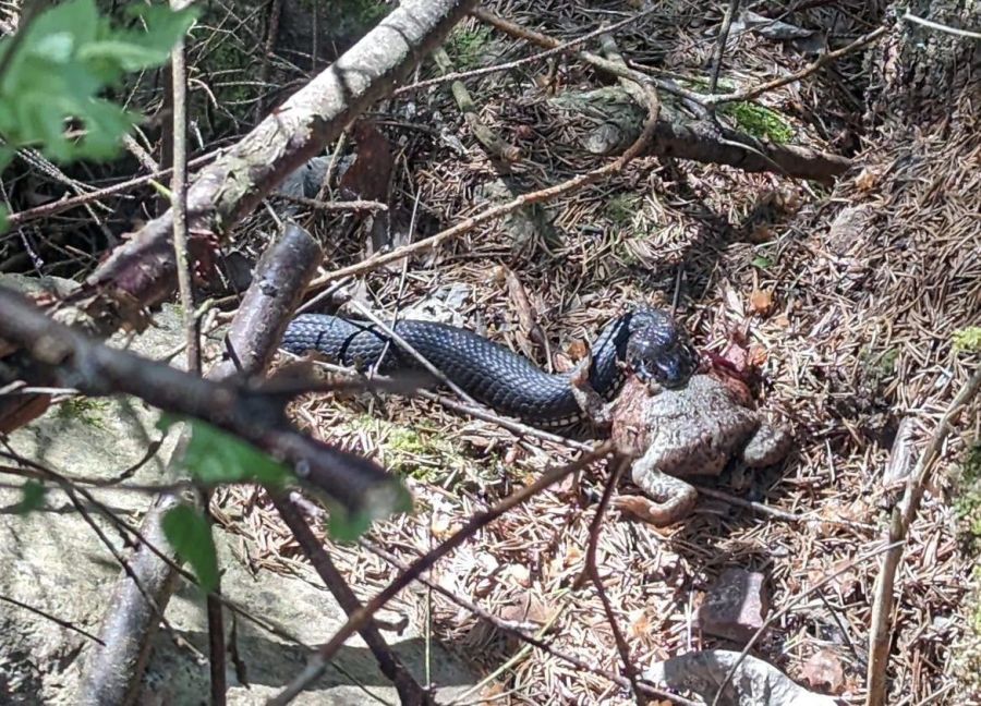 Eine Natter isst einen Frosch. Für Menschen sind die Tiere aber ungefährlich. Schweden-Auswanderin Florence hat deshalb keine Angst.