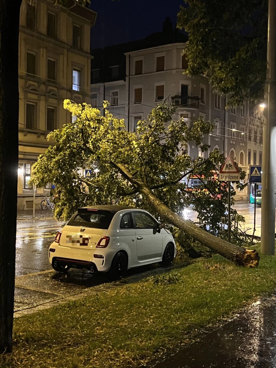 Baum stürzt Auto.