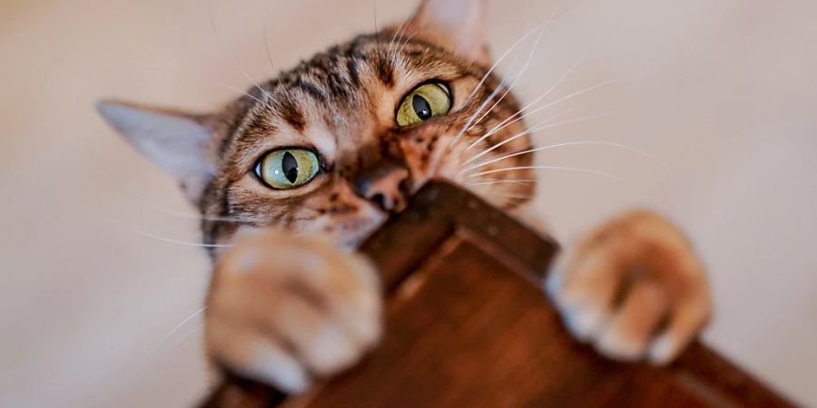 Wirtschaftsprofessor Peter V. Kunz fordert mehr Rechte für Tiere: «Im Vordergrund steht das Recht auf Leben.» Bundesrat und Parlament müssten aktiver werden. (Symbolbild)