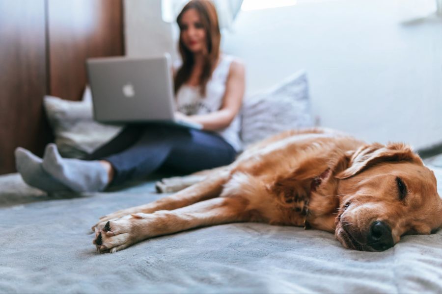 Homeoffice mit Hund